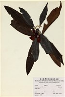 藏品(森氏杜鵑)的圖片